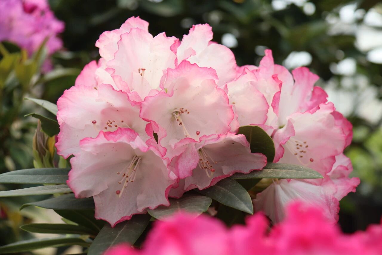 嵩明浩丰杜鹃花卉图