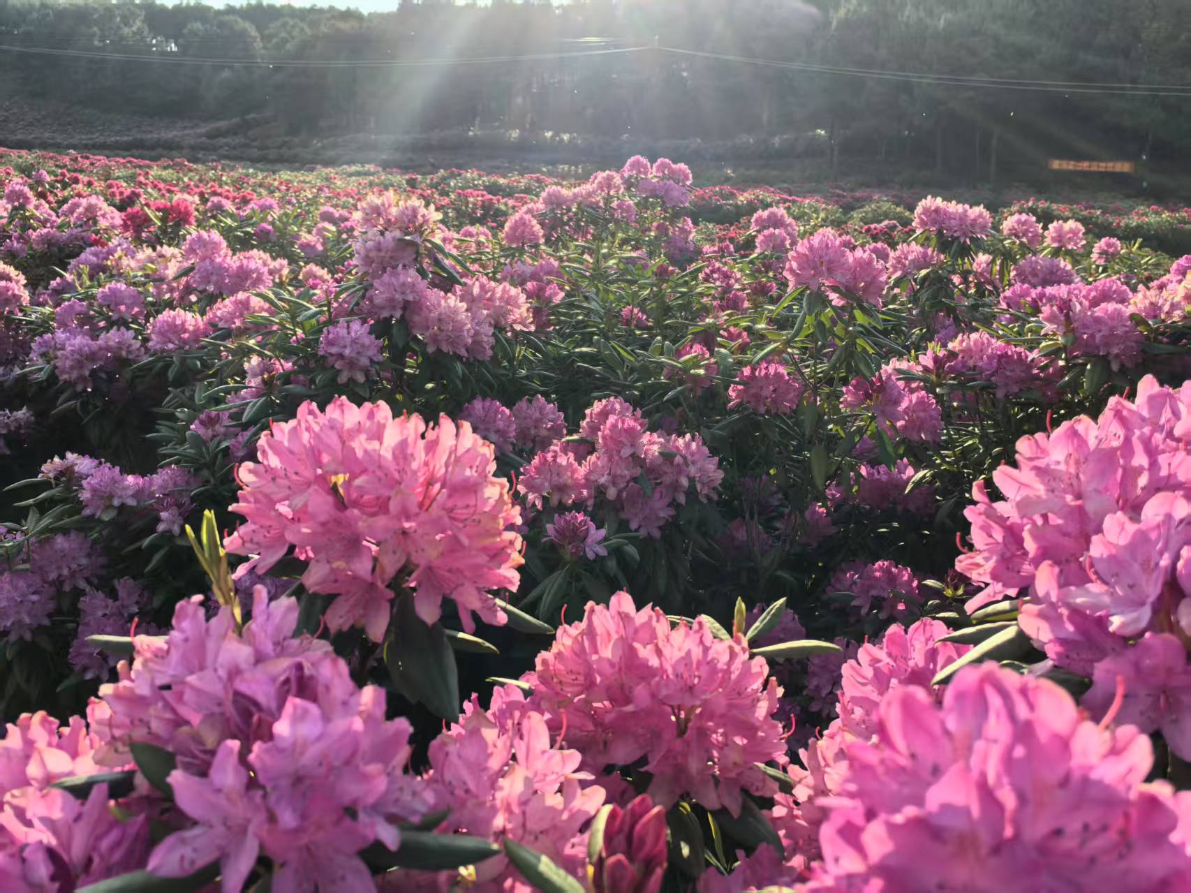 嵩明浩丰杜鹃花田图