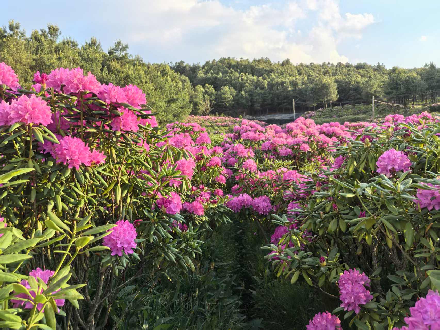 嵩明浩丰杜鹃花产品图